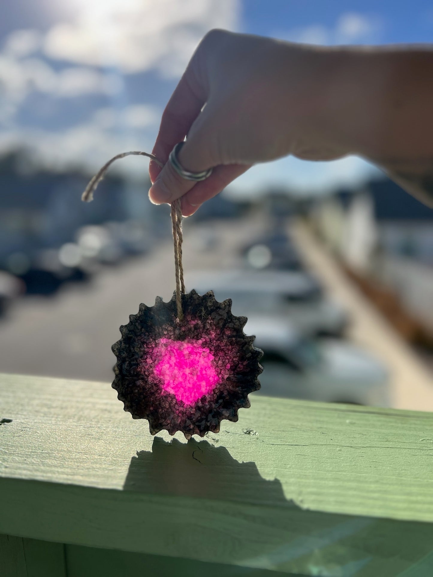 Pink and black sunflower