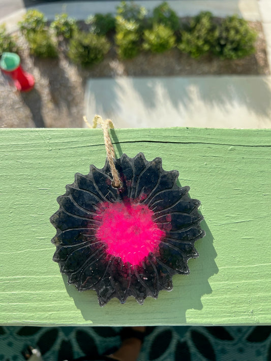 Pink and black sunflower